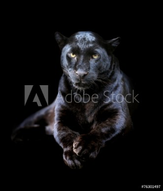 Picture of Black leopard